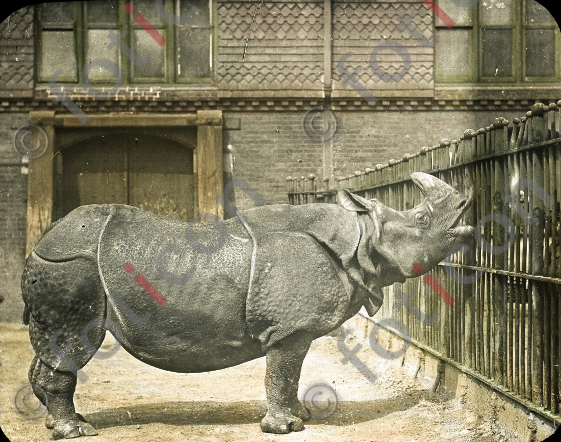 Nashorn | Rhino - Foto foticon-simon-167-017.jpg | foticon.de - Bilddatenbank für Motive aus Geschichte und Kultur